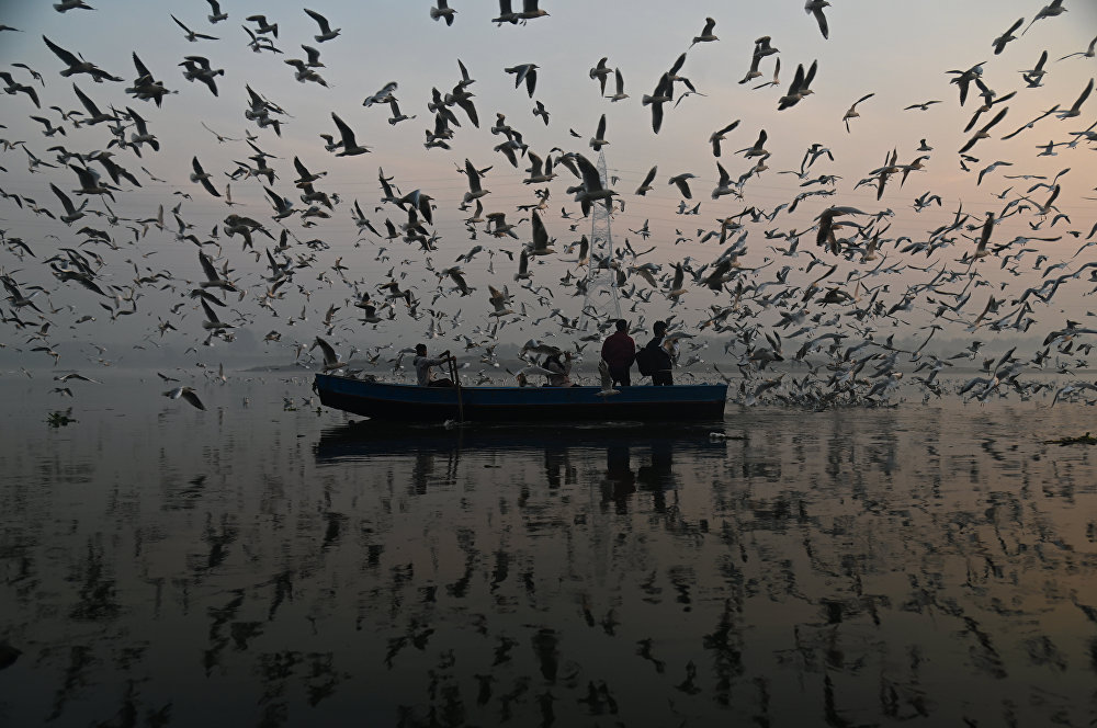 Seagulls around Yamuna River