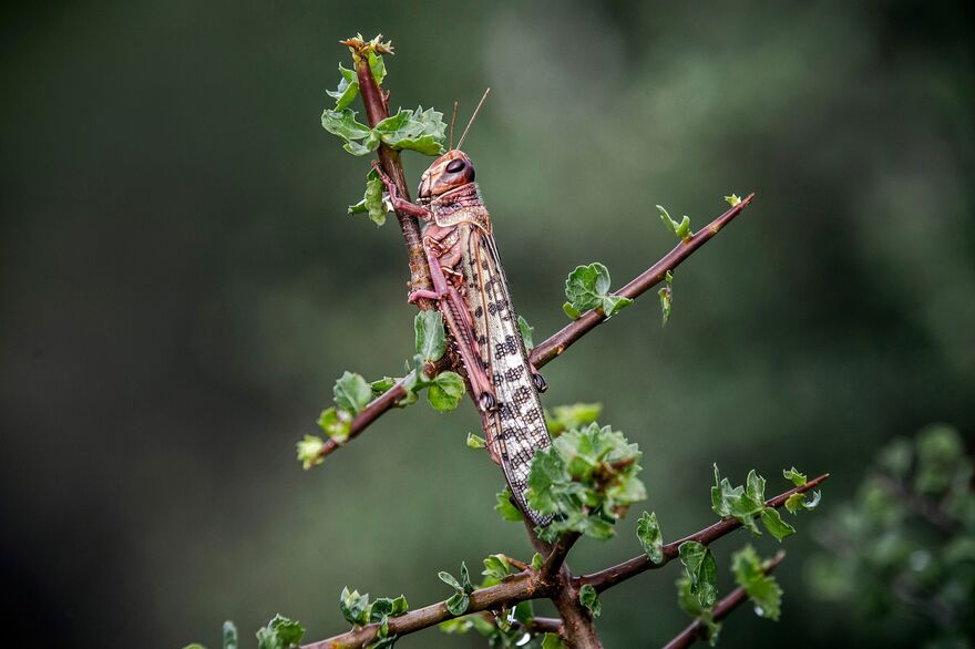 Locust invasion in East Africa