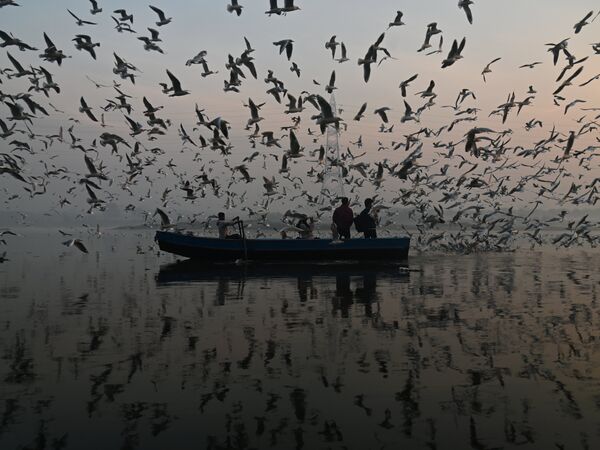 Seagulls around Yamuna River